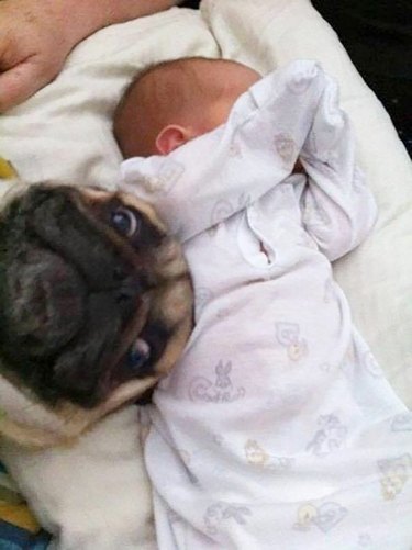 dog photobombs baby