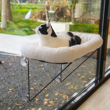 Cat on window perch