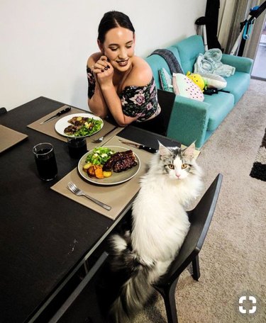 cat steals man's seat and food