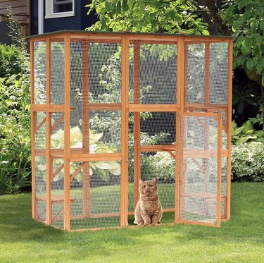 Cat standing in outdoor enclosure