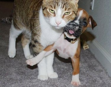 cute puppy annoys grumpy cat