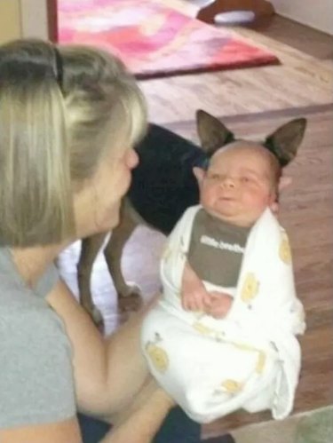 dog photobombs baby