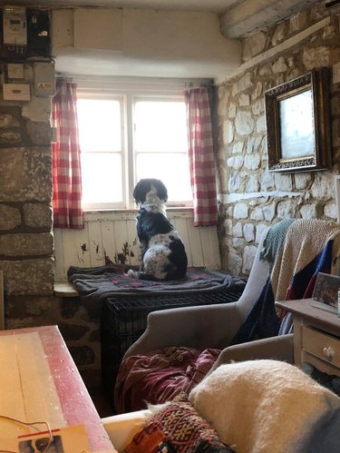 Dog sitting in window of stone cottage