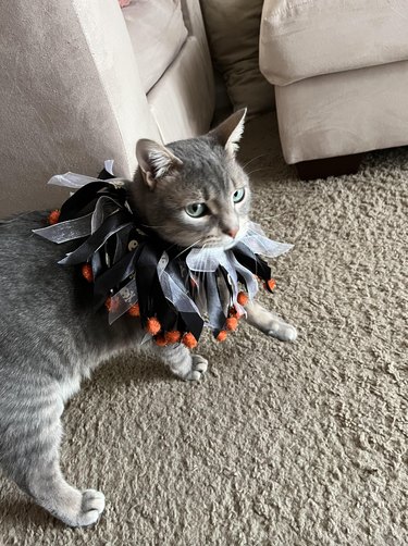 Gray cat in a gray and black ribbon collar with orange pom poms looks unamused.