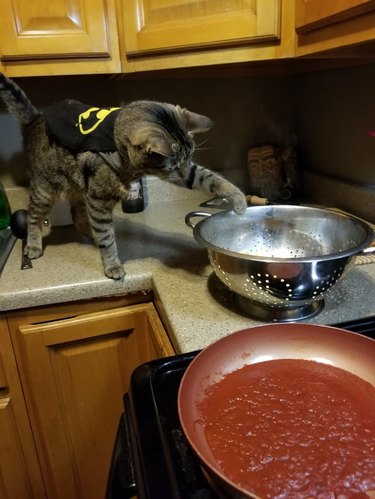 Cat wearing a tiny apron with a Batman logo on it reaching one paw into an empty strainer.