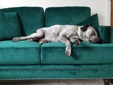 Dog sleeping on green velvet sofa