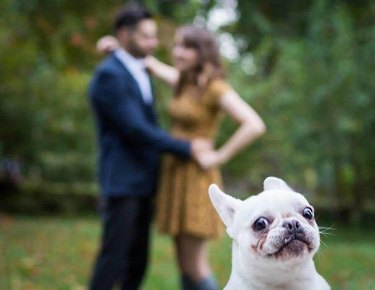 dog photobombs wedding photo