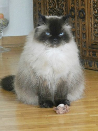 Grumpy looking cat with a toy.