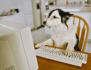dog checking email on computer