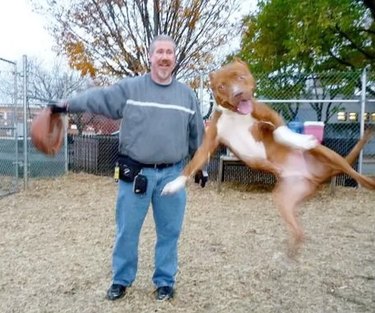 leaping dog photobomb