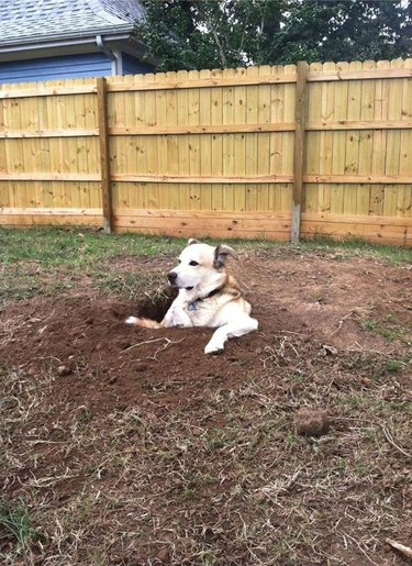 Dog dug a hole and is sitting in it, looking kind of judgemental