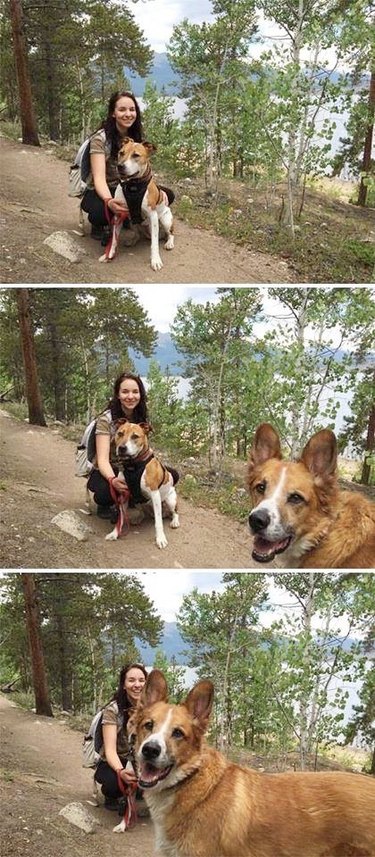 dog photobombs hiking trail photo
