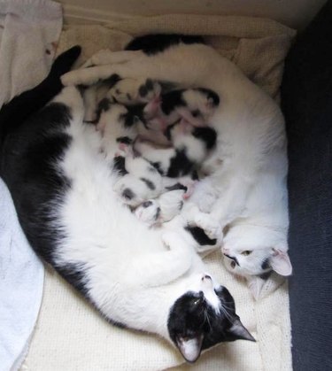 Two cats lying down with a pile of kittens between them. Caption: Two mommy cats co-mothering the 8 babies they had at the same time together