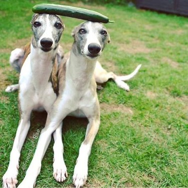 two dogs balancing a cucumber on their heads