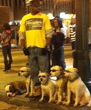 cool dogs with matching sunglasses