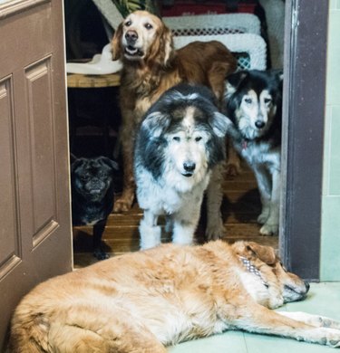 sleeping dog blocks other dogs from entering room