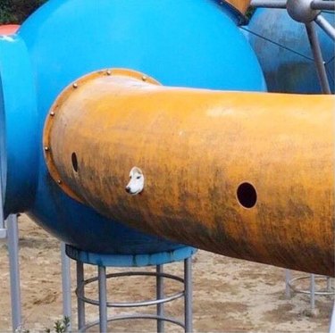 dog pokes head out porthole of playground slide
