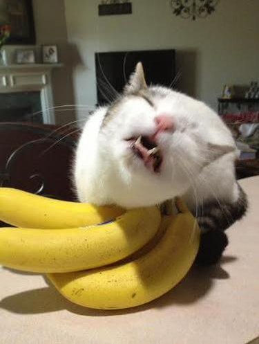 cat loves to lick bananas