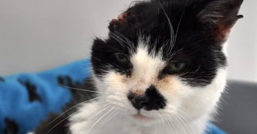 cancer-stricken cat adopted