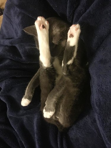 cat sleeping in a twisted pretzel like shape