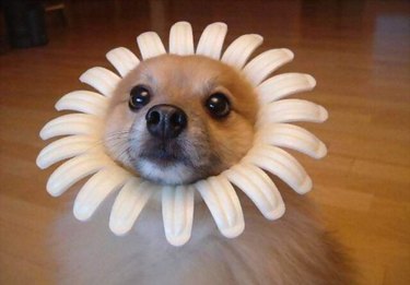 dog dressed as sunflower