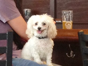 smiling dog at bar