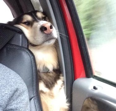 dog in back seat of car