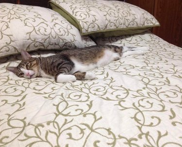 small cat takes up whole bed