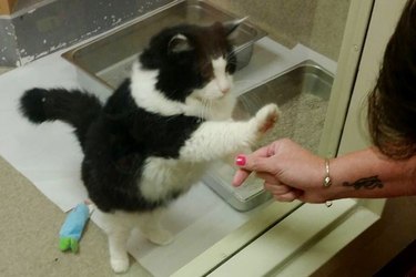 cat taps on window at shelter