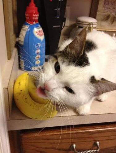 cat loves to lick bananas