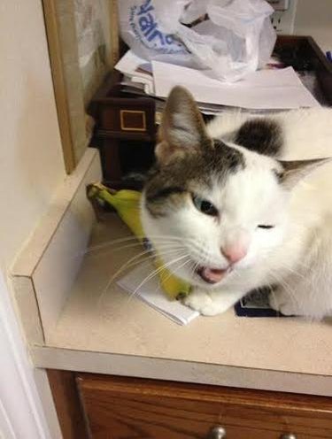 cat loves to lick bananas