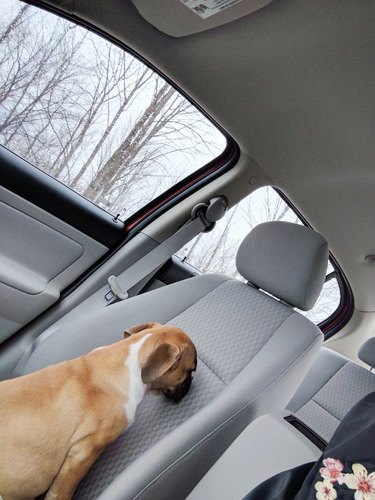 grumpy dog staring at car seat
