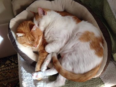 chonky kitties sleeping on cat bed