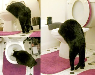 cat drinks from toilet