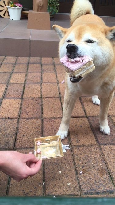 dog enjoys birthday cake
