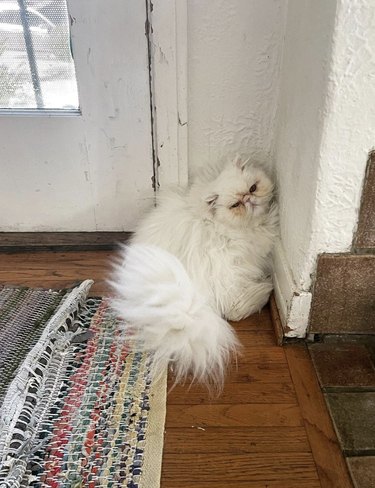 White Persian cat sitting in a room corner and looking annoyed.