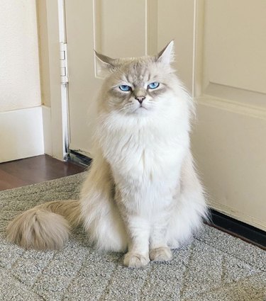 White fluffy cat with bright blue eyes looks annoyed.