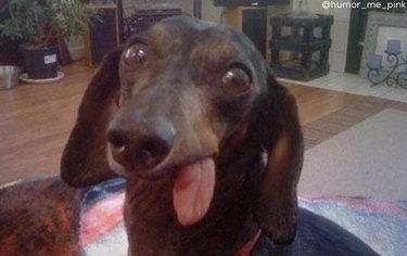 derpy dog with tongue out