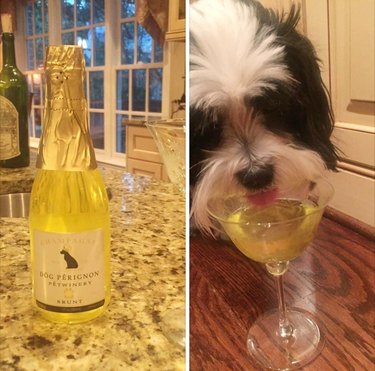 dog drinks champagne for birthday