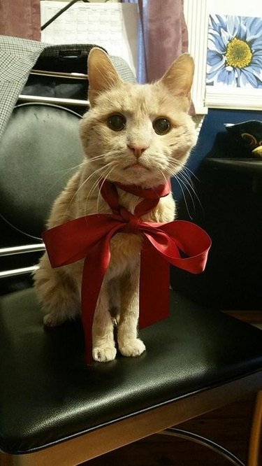 orange cat with bow wrapped around neck