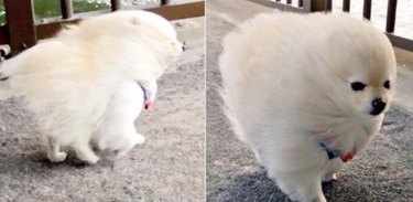 fluffy dog gets blown away by wind