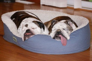 two dogs sleeping in a dog bed with their tongues out