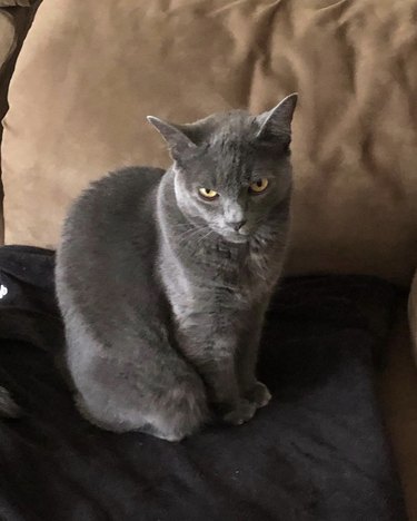 Blue Russian cat glaring at the camera.