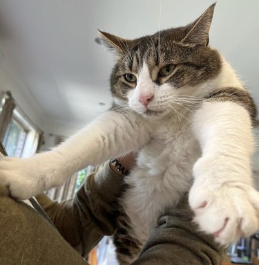 Cat being picked up by a person and looking not amused by it.