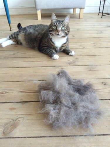cat next to a pile of combed and shedded hair
