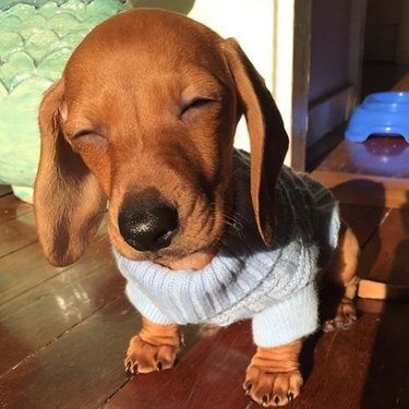 dog in sweater basks in glowing sunlight