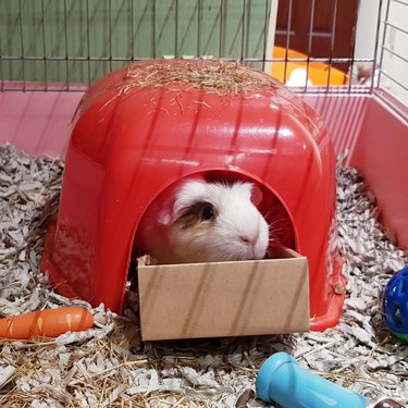hamster in a box