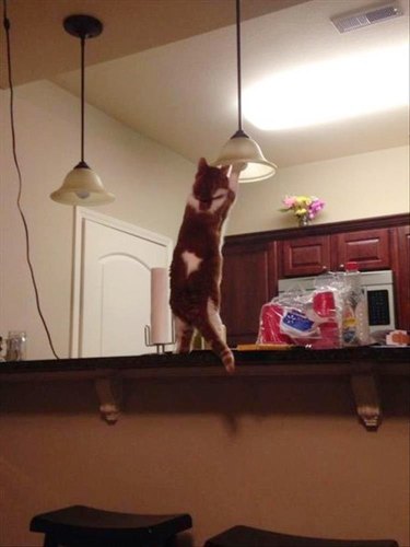 cat changes light bulb