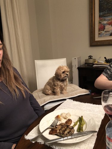 family gives dog chair at dinner table