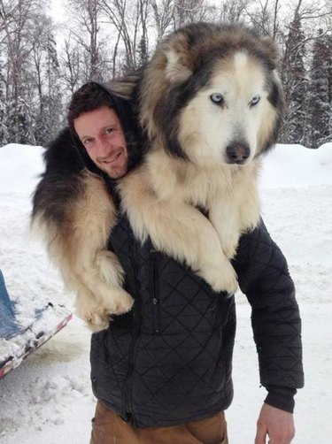 giant dog on man's neck like a scarf